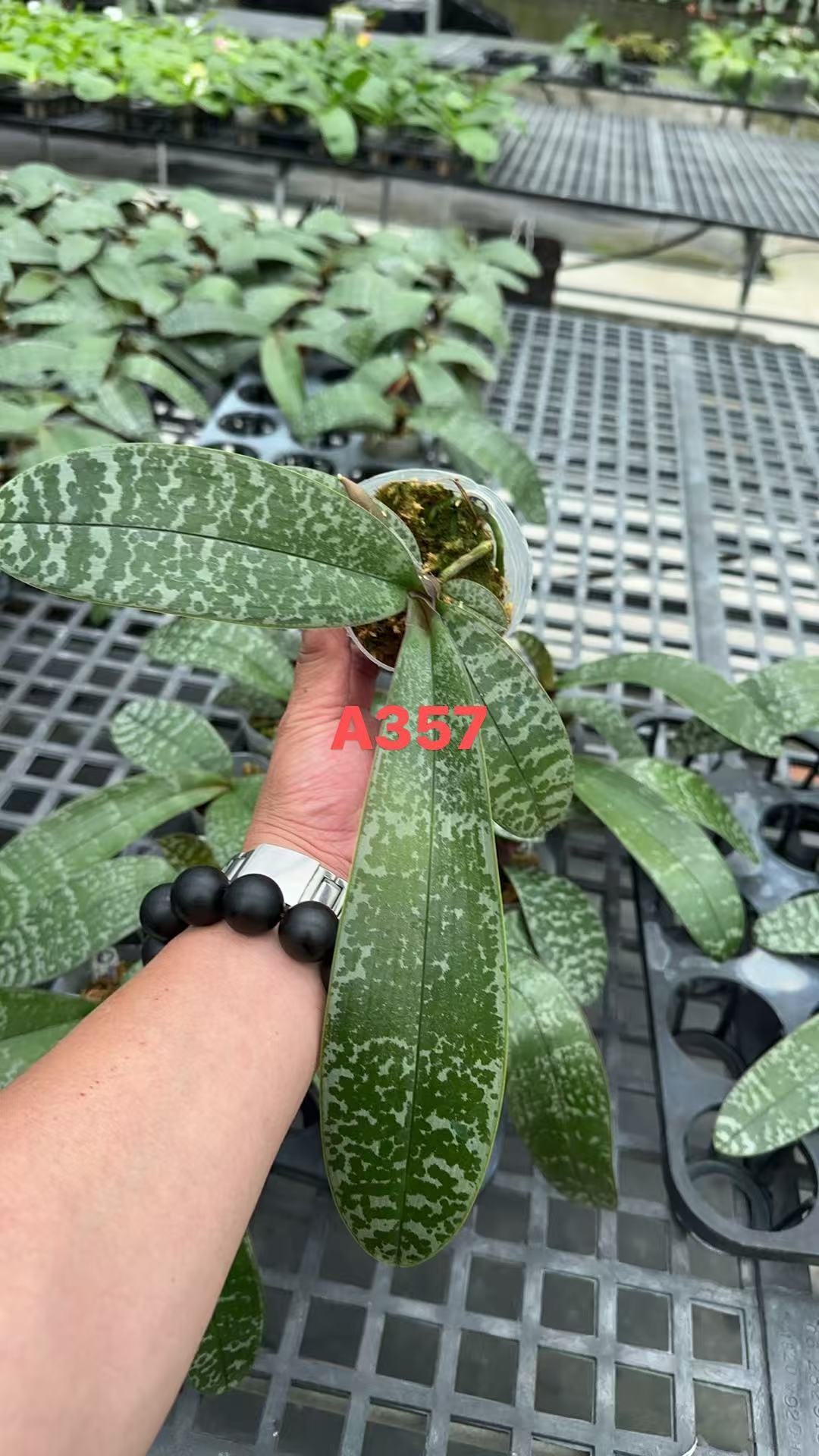 HCorchids