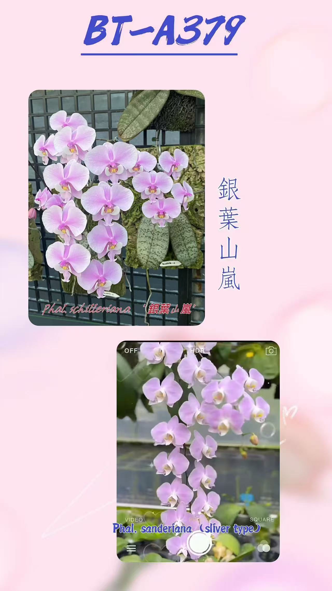 BTA379 - Phal. schilleriana ‘Sliver Mountain’ x Phal. sanderiana ‘sliver’