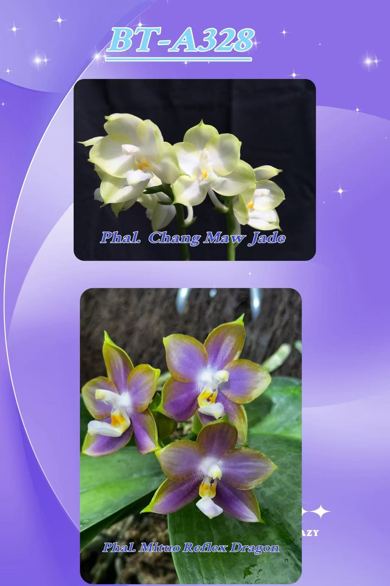 BTA328 - Phal. Chang Maw Jade x Phal. Mituo Reflex Dragon