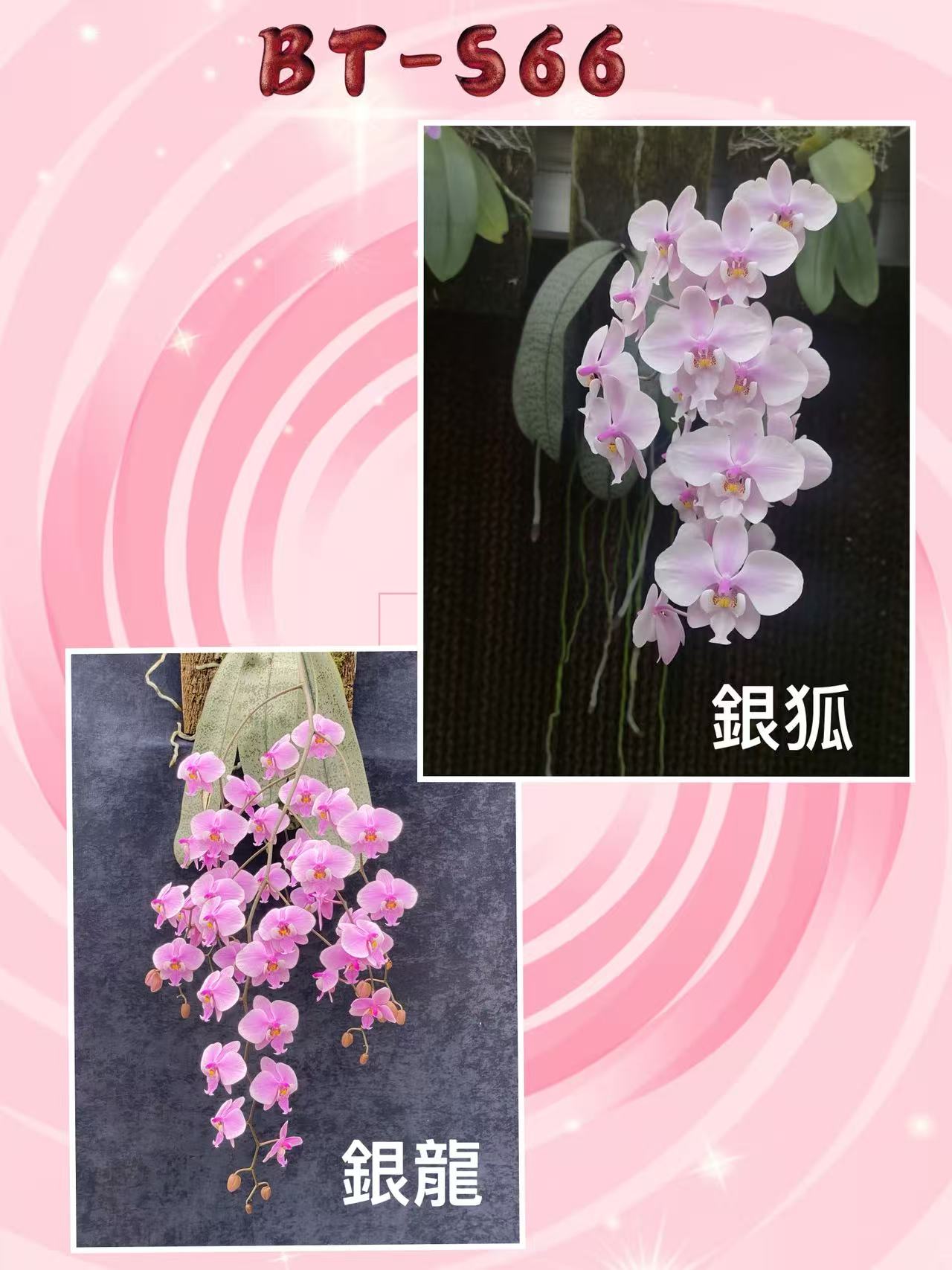 HCorchids