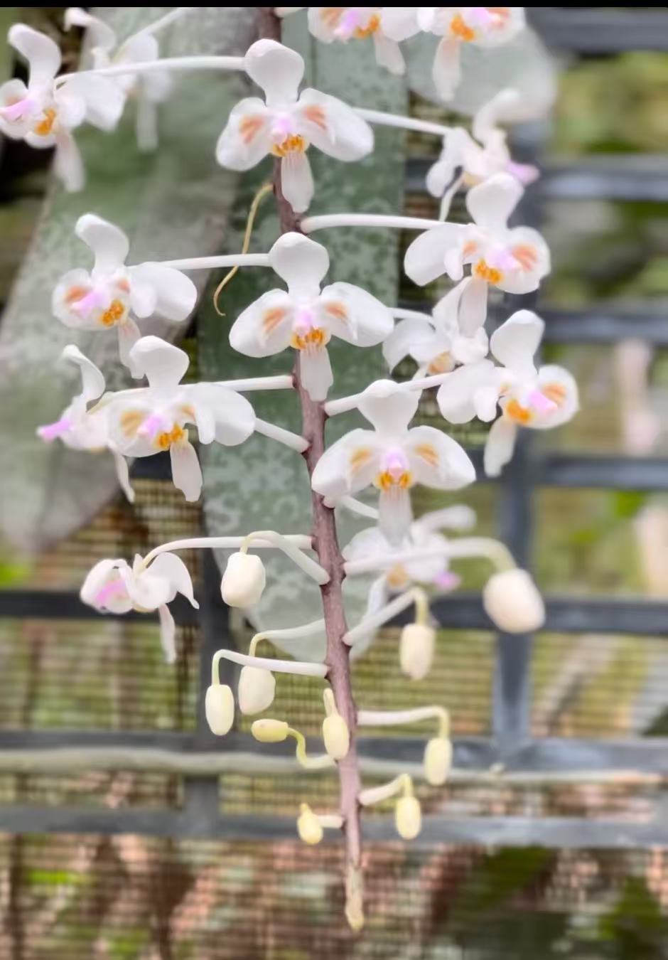 HCorchids