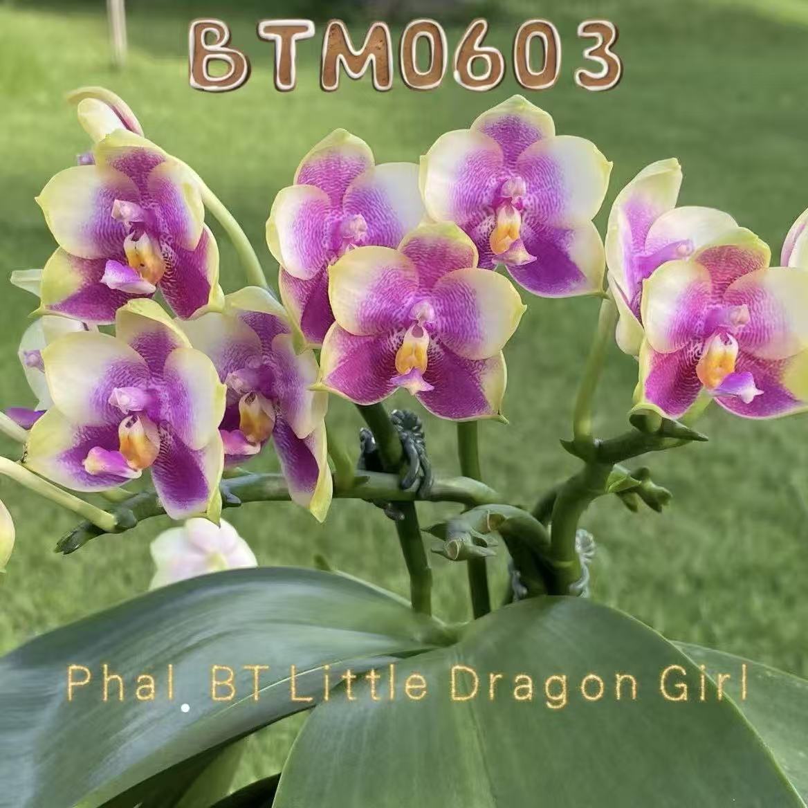 BTM0603 - Phal. BT Little Dragon Girl