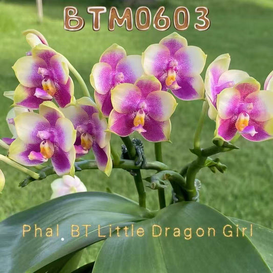 BTM0603 - Phal. BT Little Dragon Girl