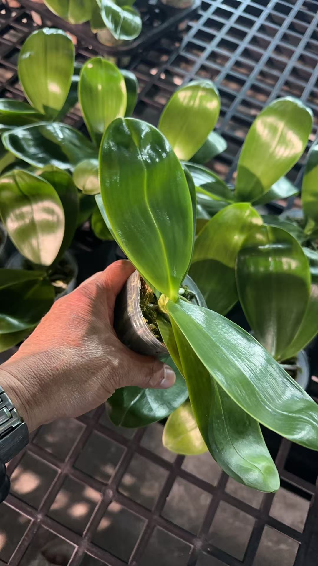 Phalaenopsis BT Little Dragon Girl