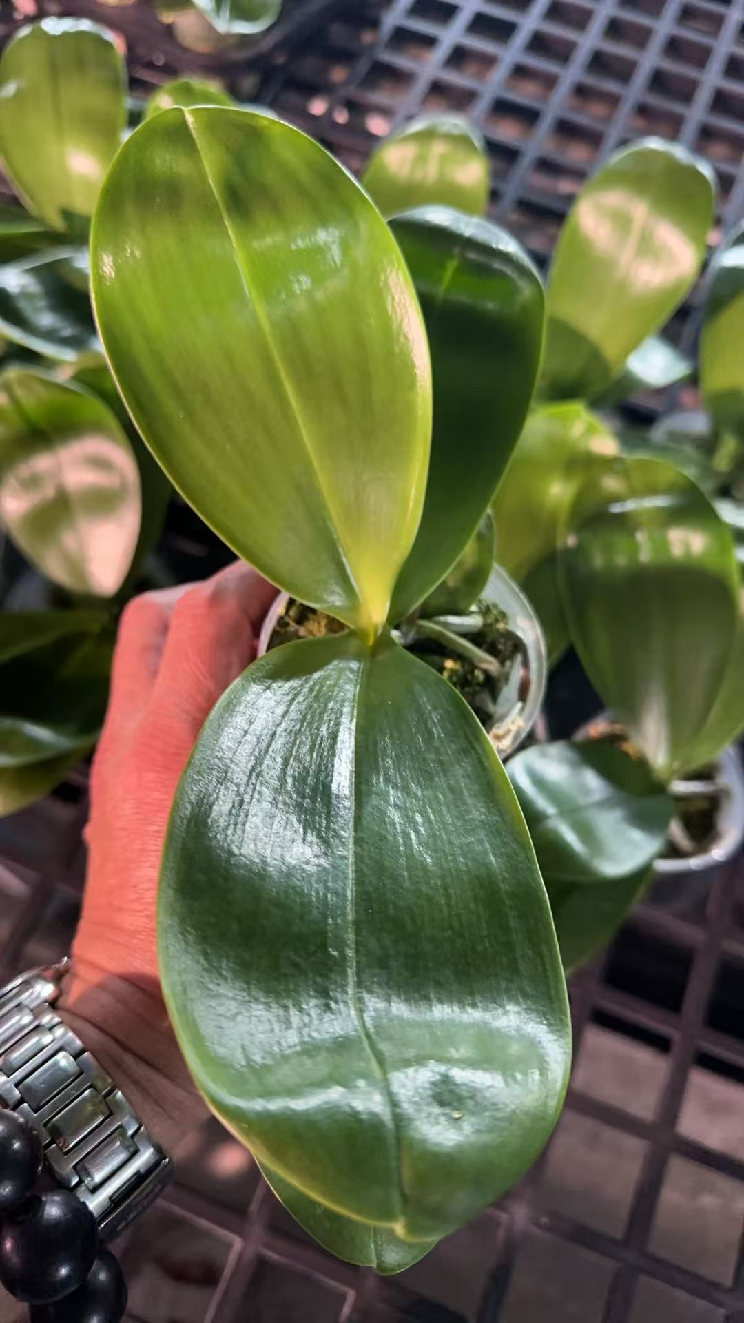 BTM0603 - Phal. BT Little Dragon Girl