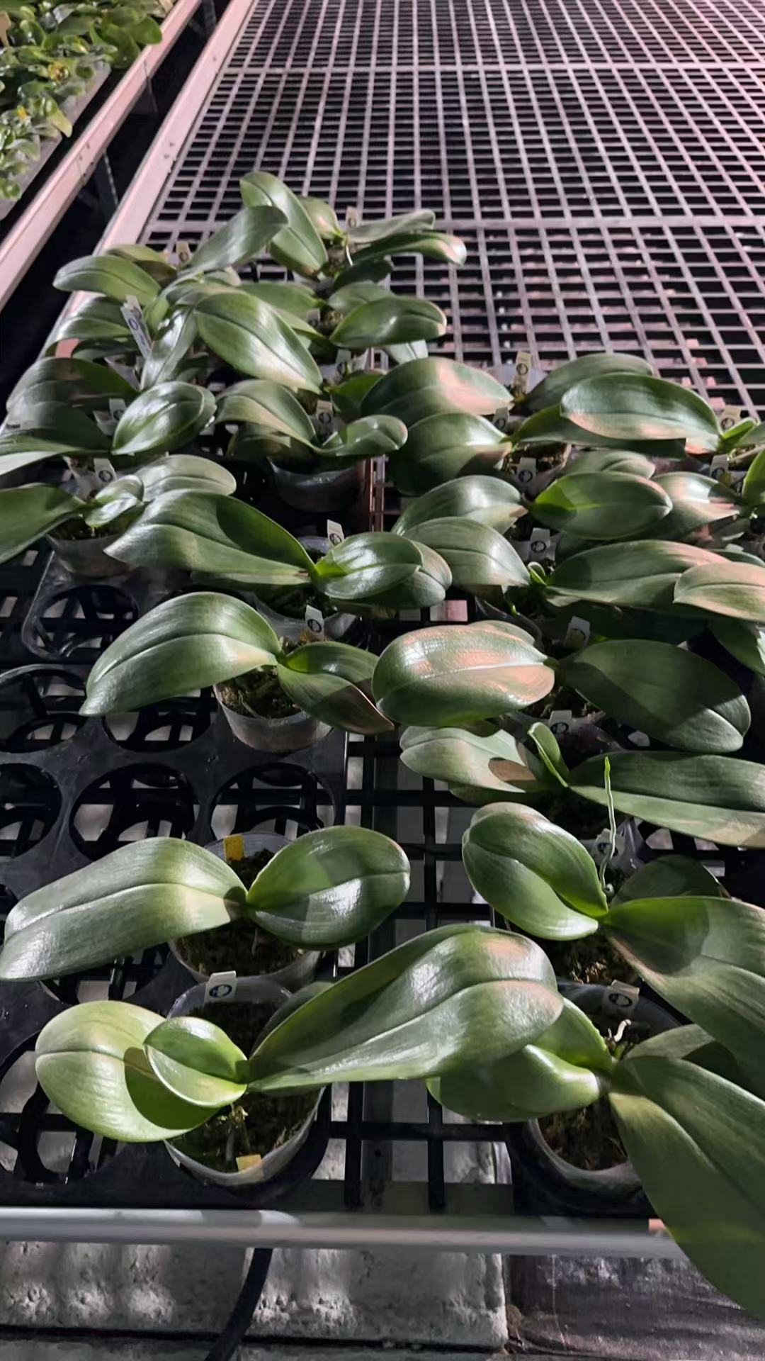 Bloom-size Phalaenopsis Mituo Gigan Dragon orchids in 3.5-inch pots arranged on a nursery rack, ready for home and garden plant enthusiasts.