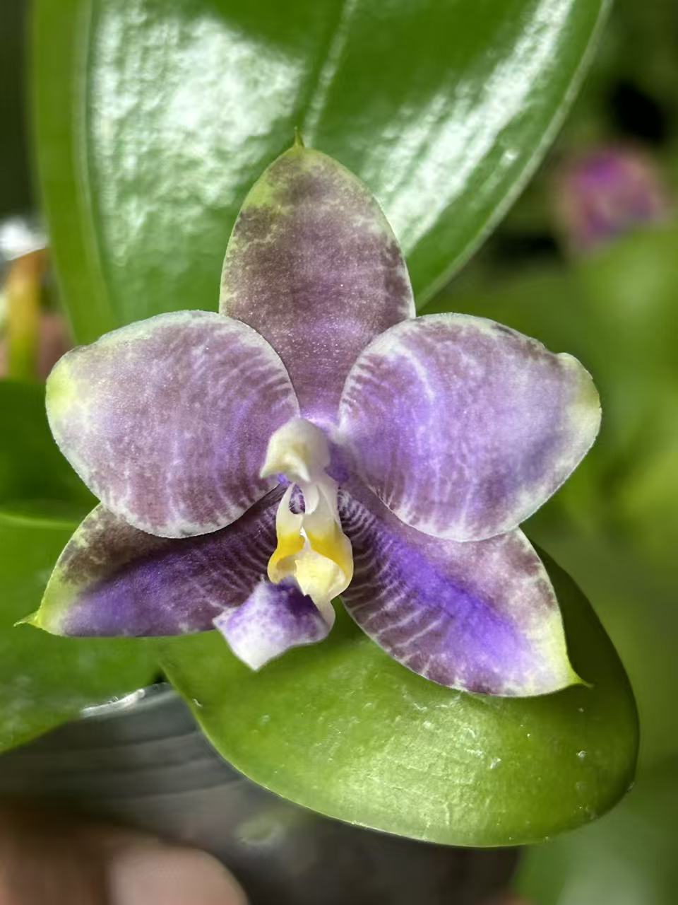 Phalaenopsis (Penang Jewel X (Yaphon Super Jaguar x Samera)) ‘雙梗深藍圓’ x Mituo Golden Tiger ‘White Tiger’