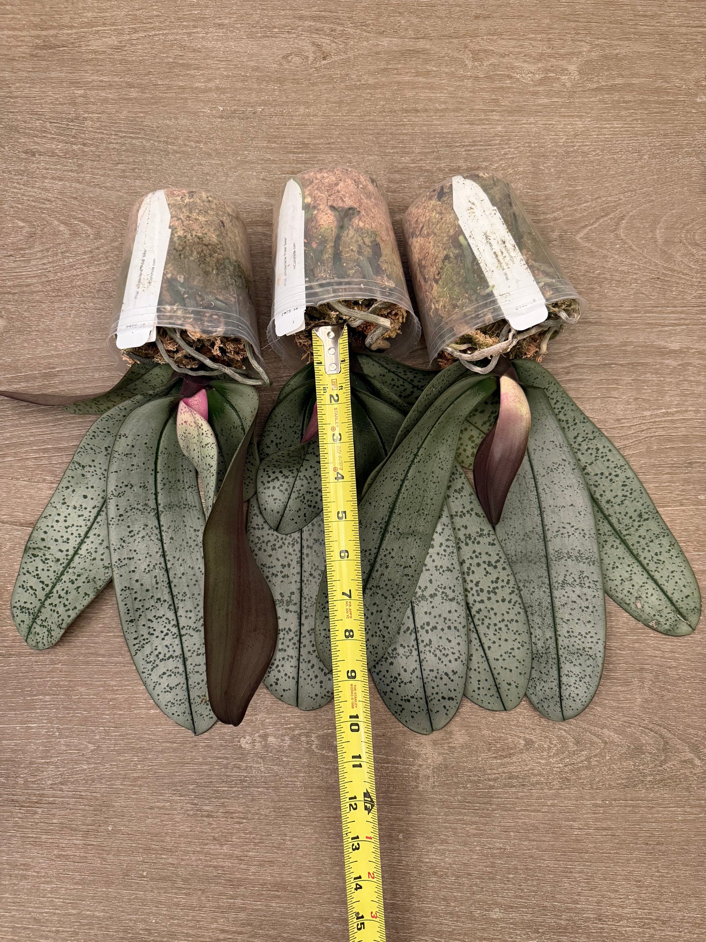 Phalaenopsis schilleriana ‘Polar Bear’ BTS262