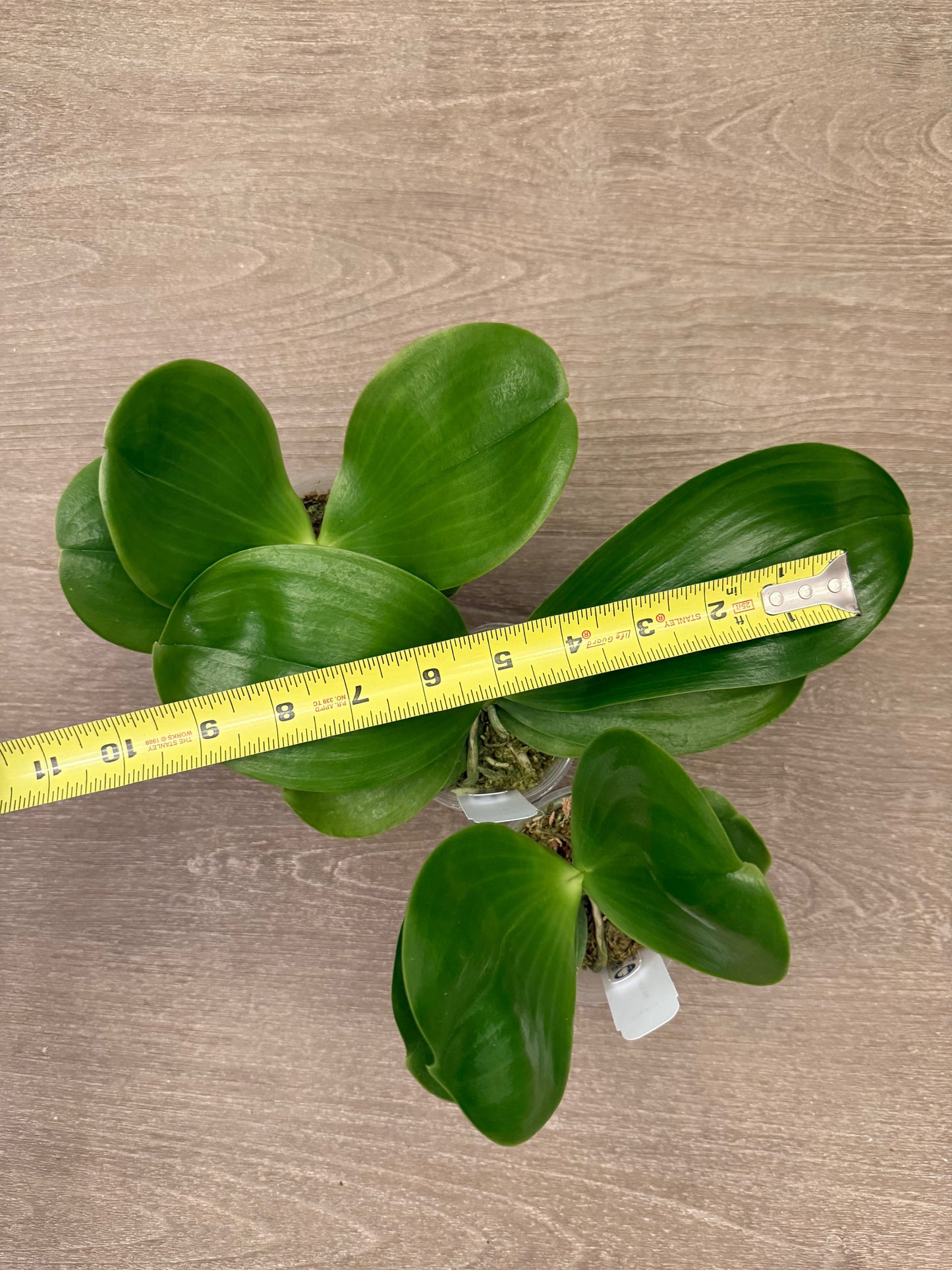 Close-up of Phalaenopsis BTA328 seedling with measuring tape showing leaf span, perfect for assessing plant size before purchase.