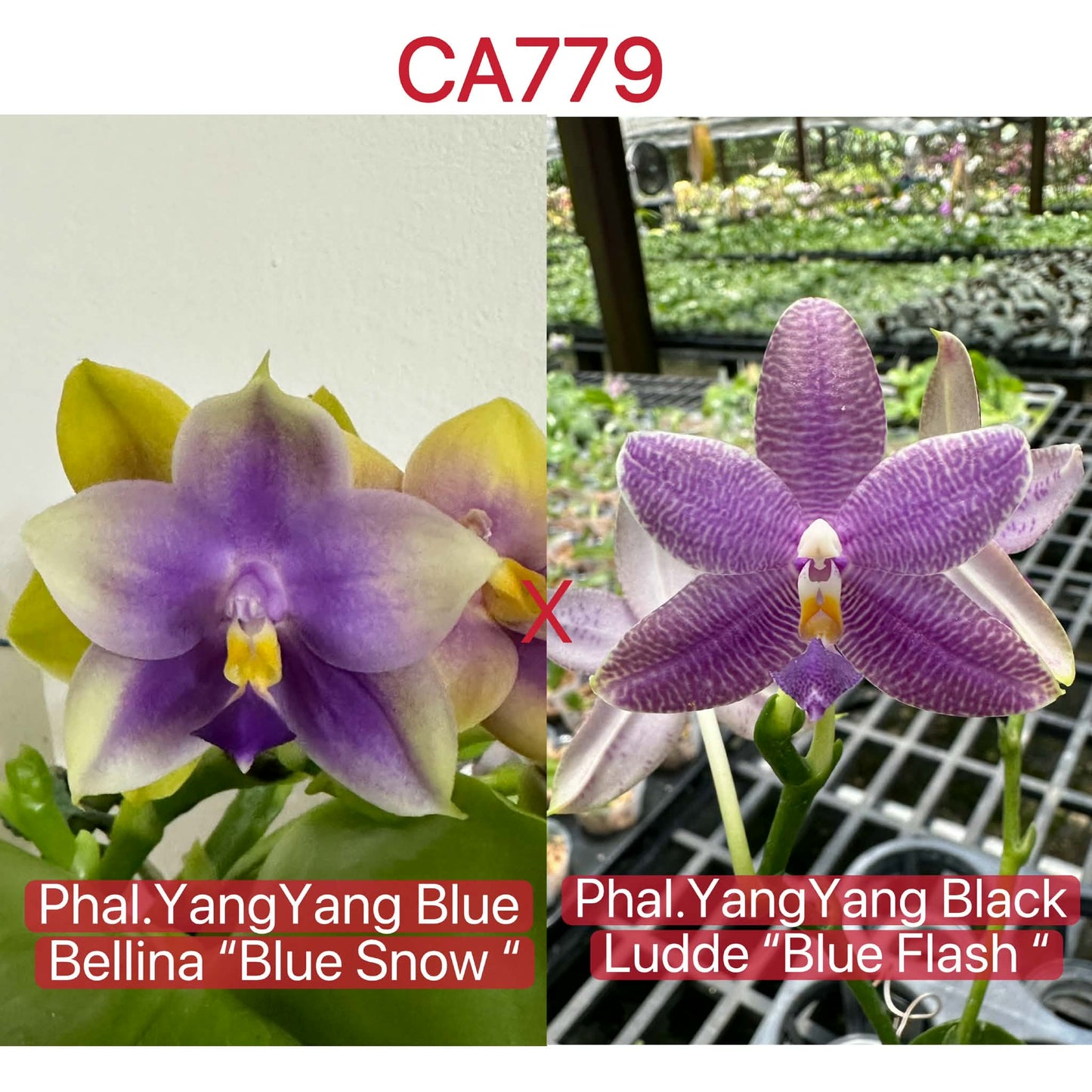 Purple and yellow Phalaenopsis orchid seedling in pot