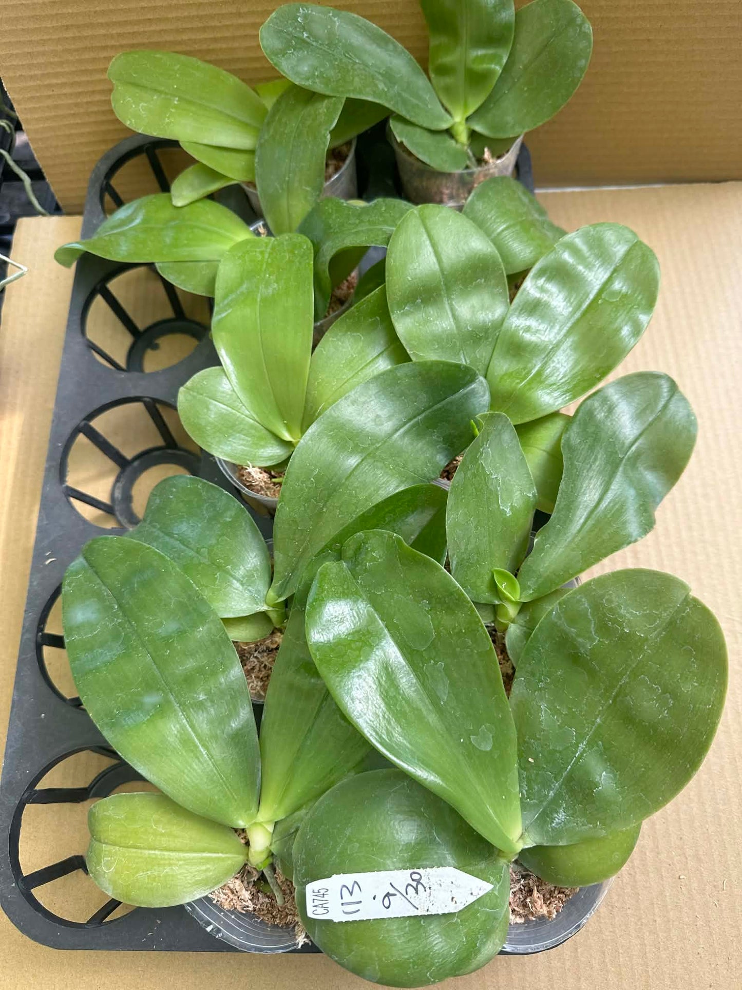 Healthy green orchid leaves in pots