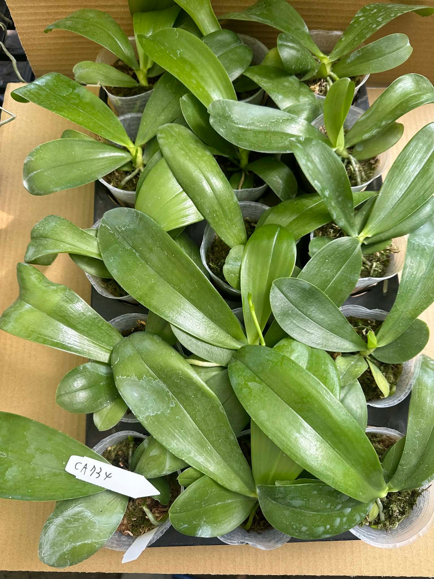 Young Novelty Phalaenopsis Orchid Seedlings - Unique Bluish Bloom Orchid in 2.5-inch pots, ready for planting or gifting.