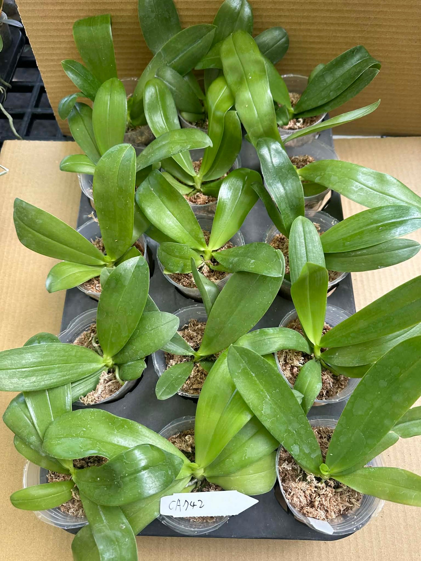 Fragrant Novelty Phalaenopsis Seedlings - For Sale, young orchid plants in 2.5-inch pots with healthy green leaves, labeled CA742.
