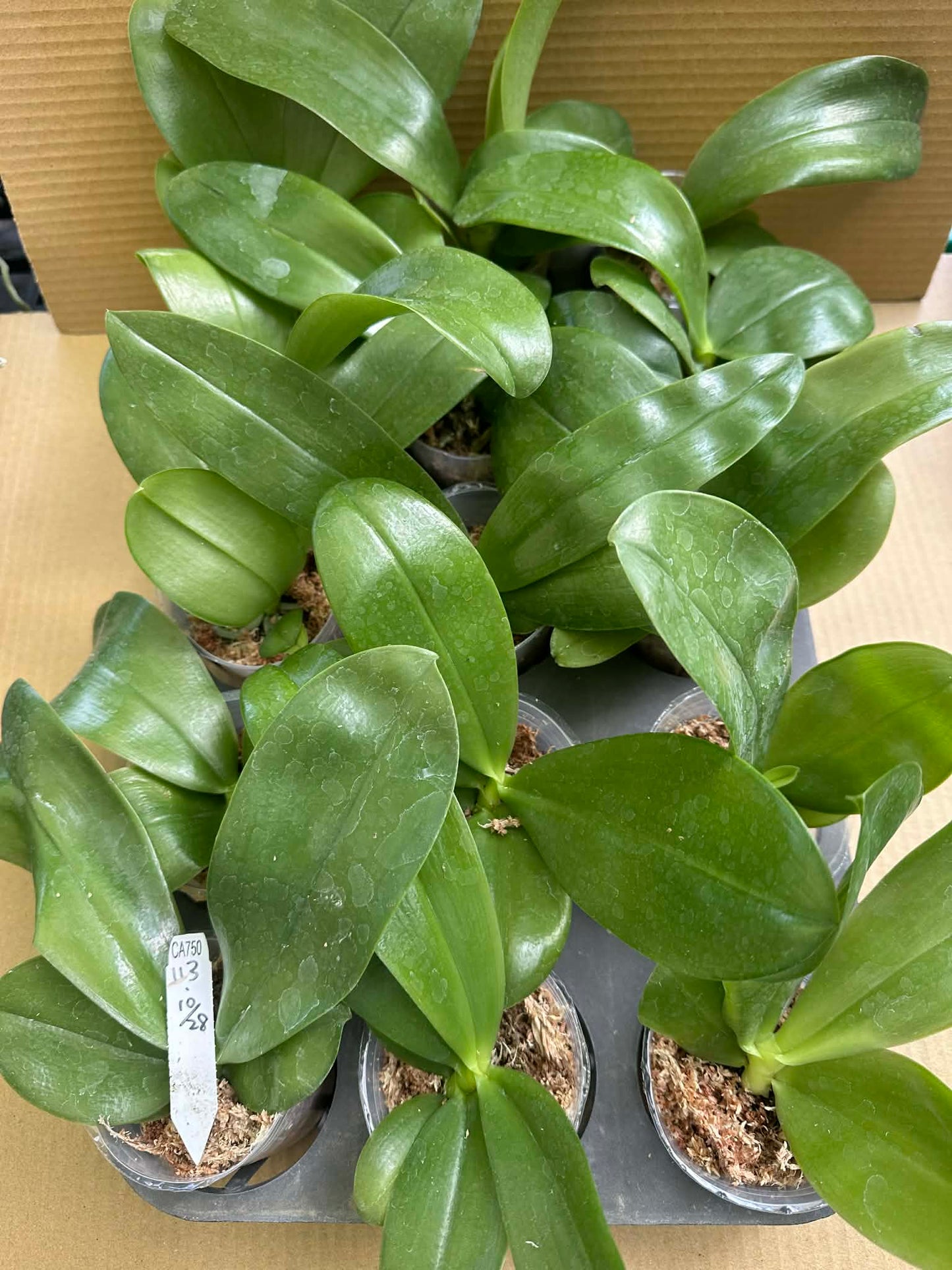 Young Phal. Lucien Purple - Fragrant Phalaenopsis seedlings in 2.5” pots, ideal for orchid collectors and home garden enthusiasts.