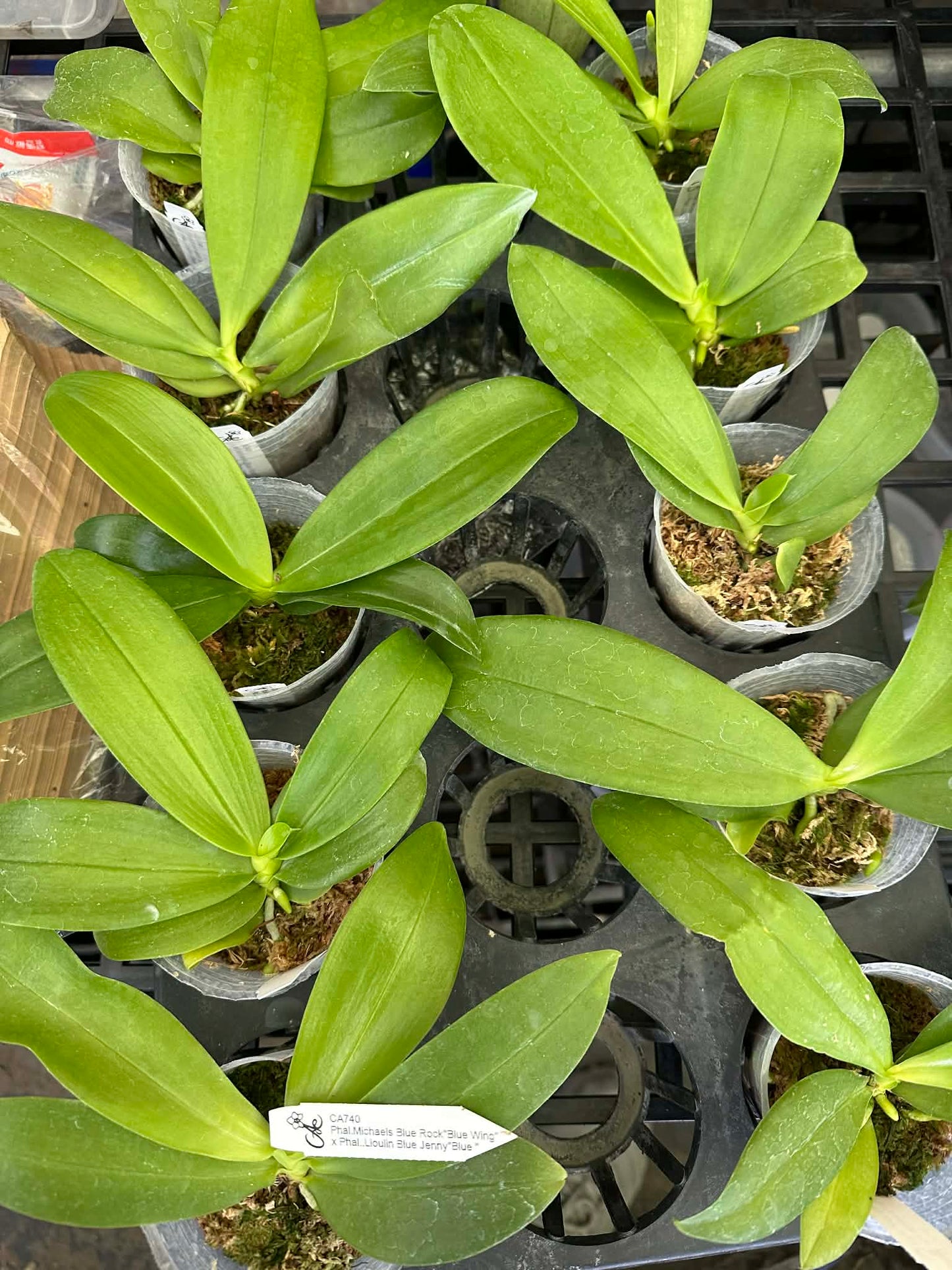 Healthy green orchid plants in pots for home gardening