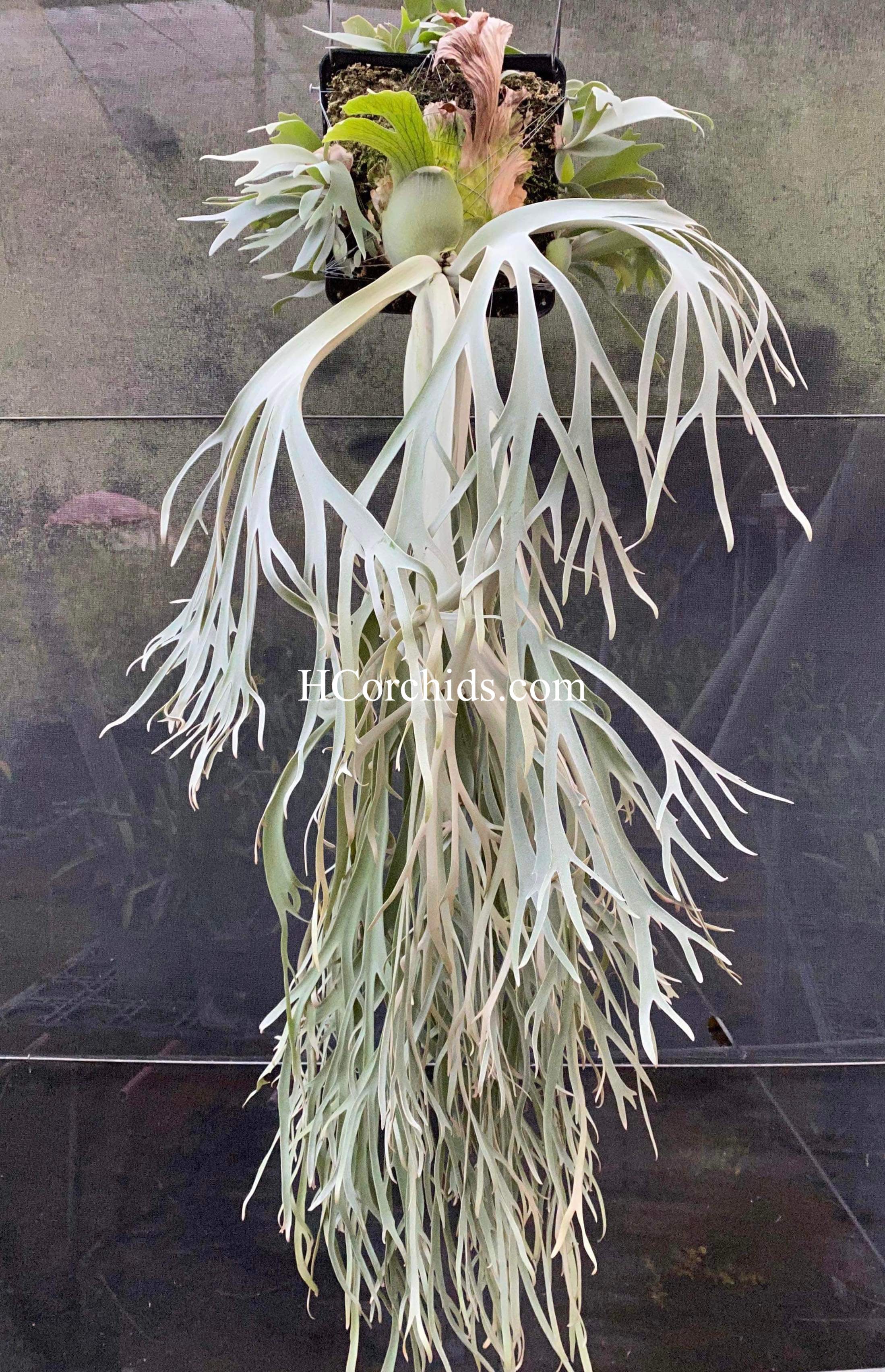 Dwarf Platycerium Moonlight - Rare Plant Variety – HCorchids