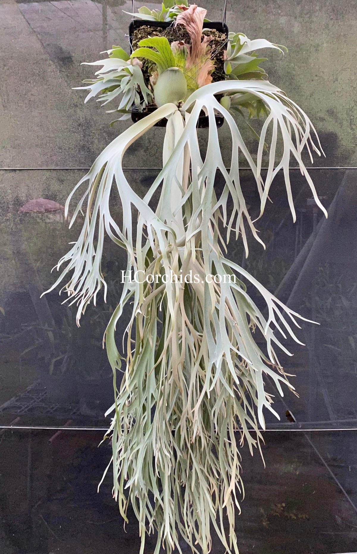 Dwarf Platycerium Moonlight plant with silvery fronds