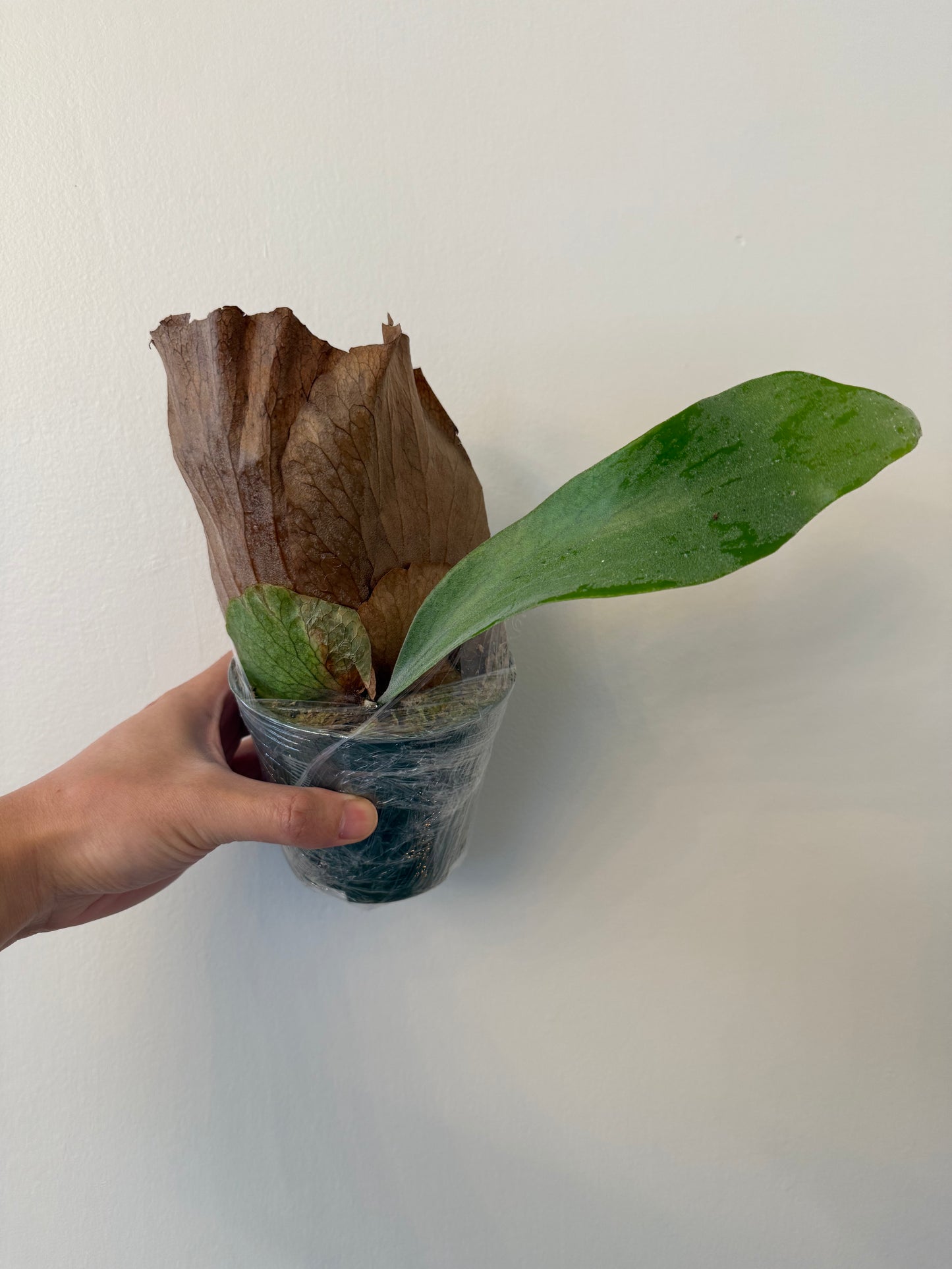 Platycerium White Tiger