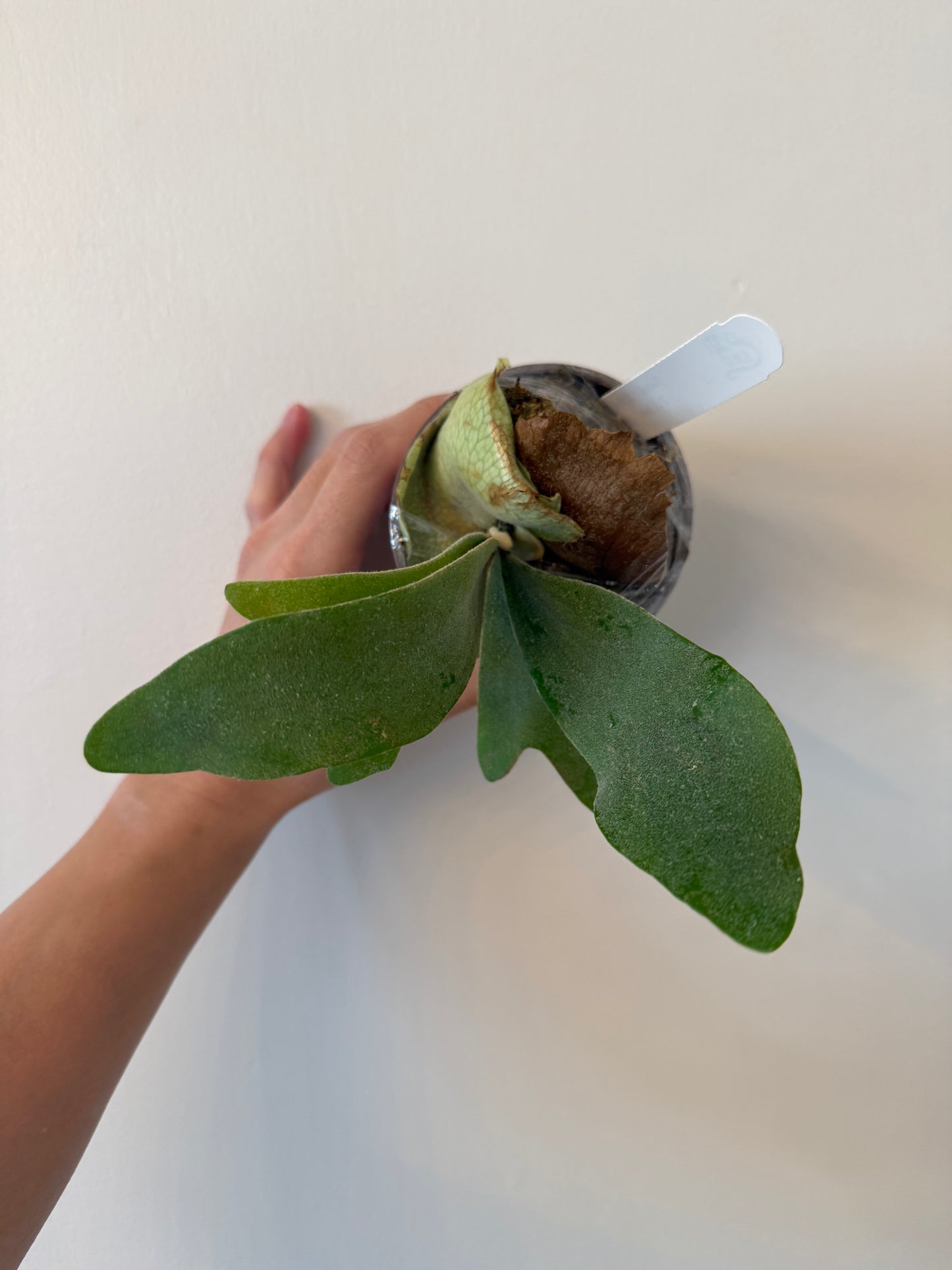 Platycerium Elsa pup