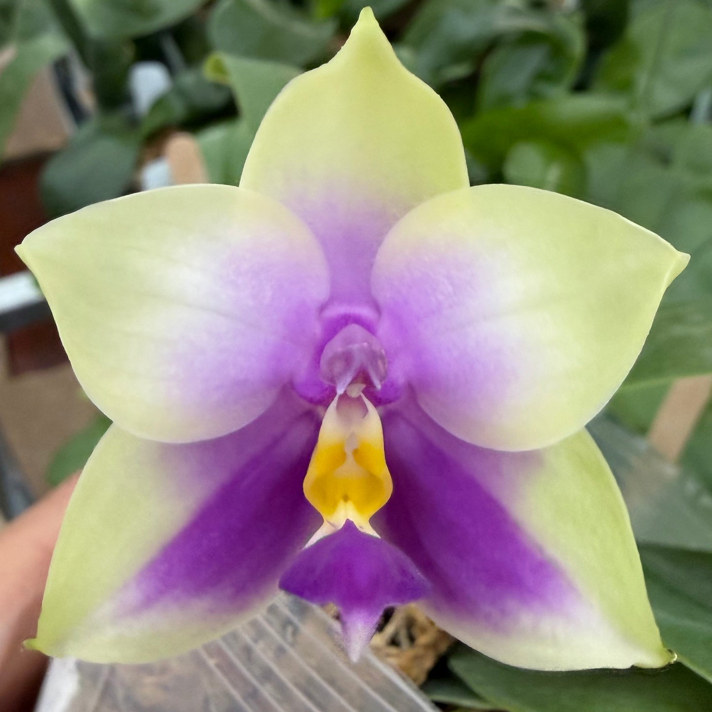 A close-up of a Phalaenopsis bellina coerulea flower with pale yellow-green petals fading to purple, and a yellow-and-purple center, photographed against a blurred green foliage background.