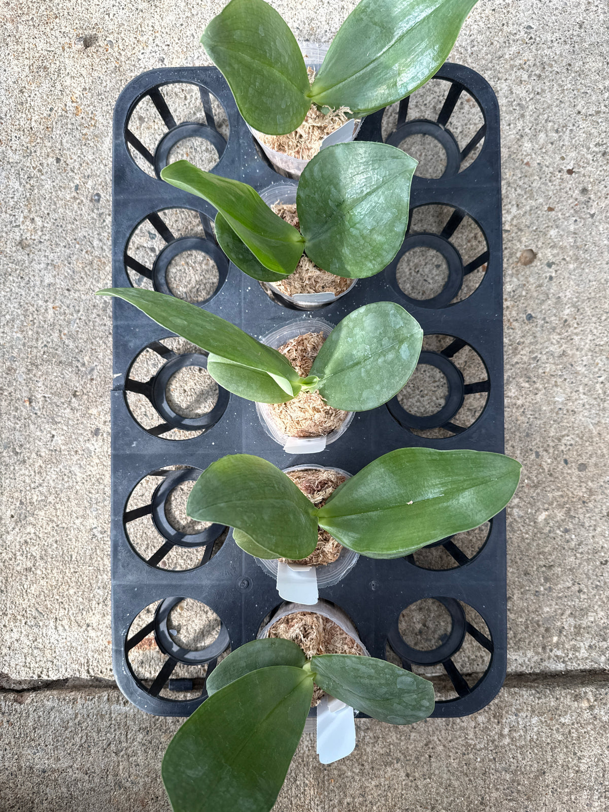 Phalaenopsis gigantea alba x sib