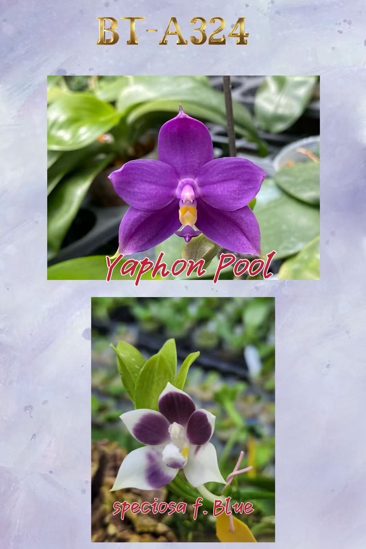 BTA324 - Phal. Yaphon Pool x Phal. speciosa f. blue