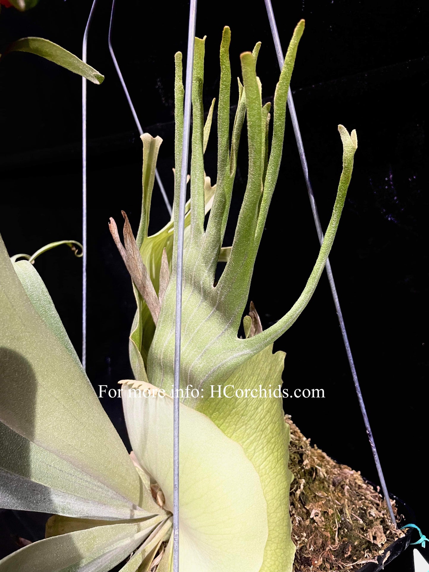 Platycerium Angry Birds