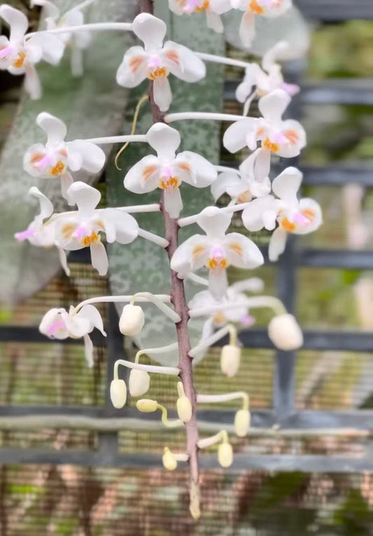 Rare Phalaenopsis Celebensis orchid with cascading white blooms and pink centers.