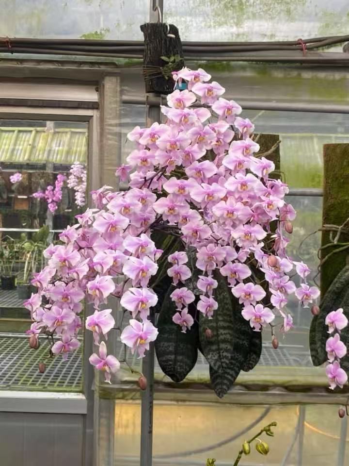 Elegant cascading Phalaenopsis orchid with soft pink blooms in greenhouse.