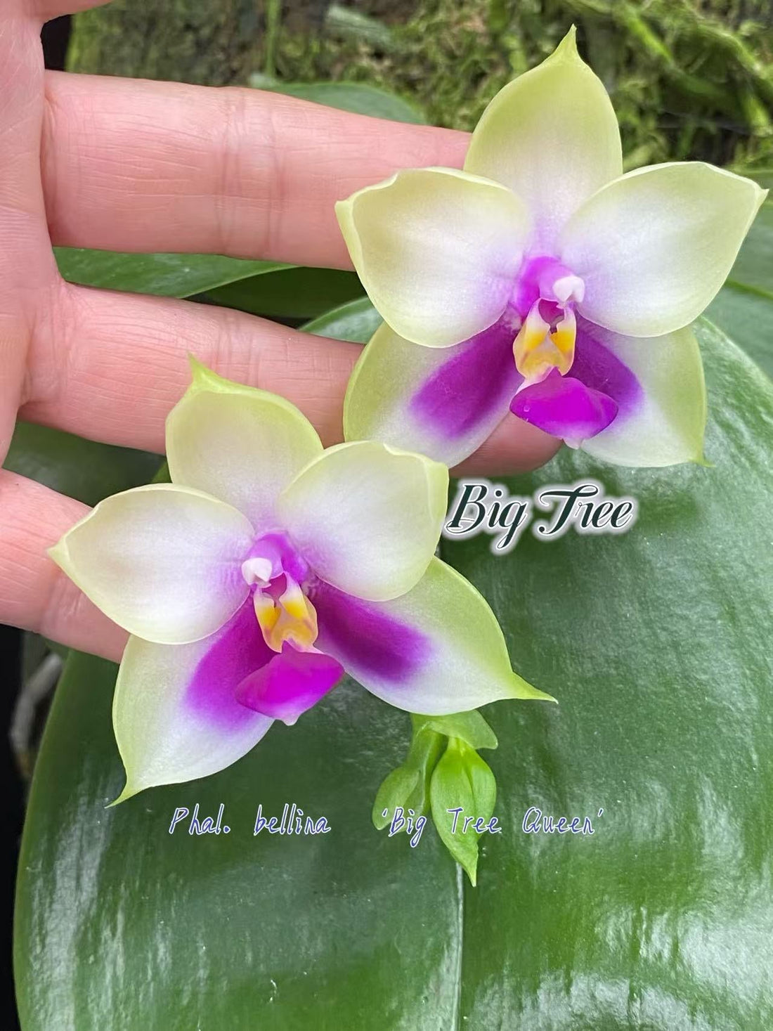 Phalaenopsis bellina 'Big Tree Queen' orchid with vibrant fragrant blooms.