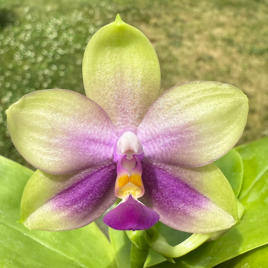 🌸 Common Pests on Phalaenopsis Orchids: Prevention & Treatment Guide