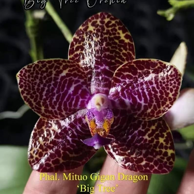Rare Phalaenopsis Mituo Gigan Dragon orchid with deep purple leopard spots.