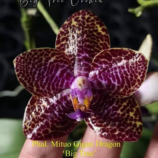Rare Phalaenopsis Mituo Gigan Dragon orchid with deep purple leopard spots.