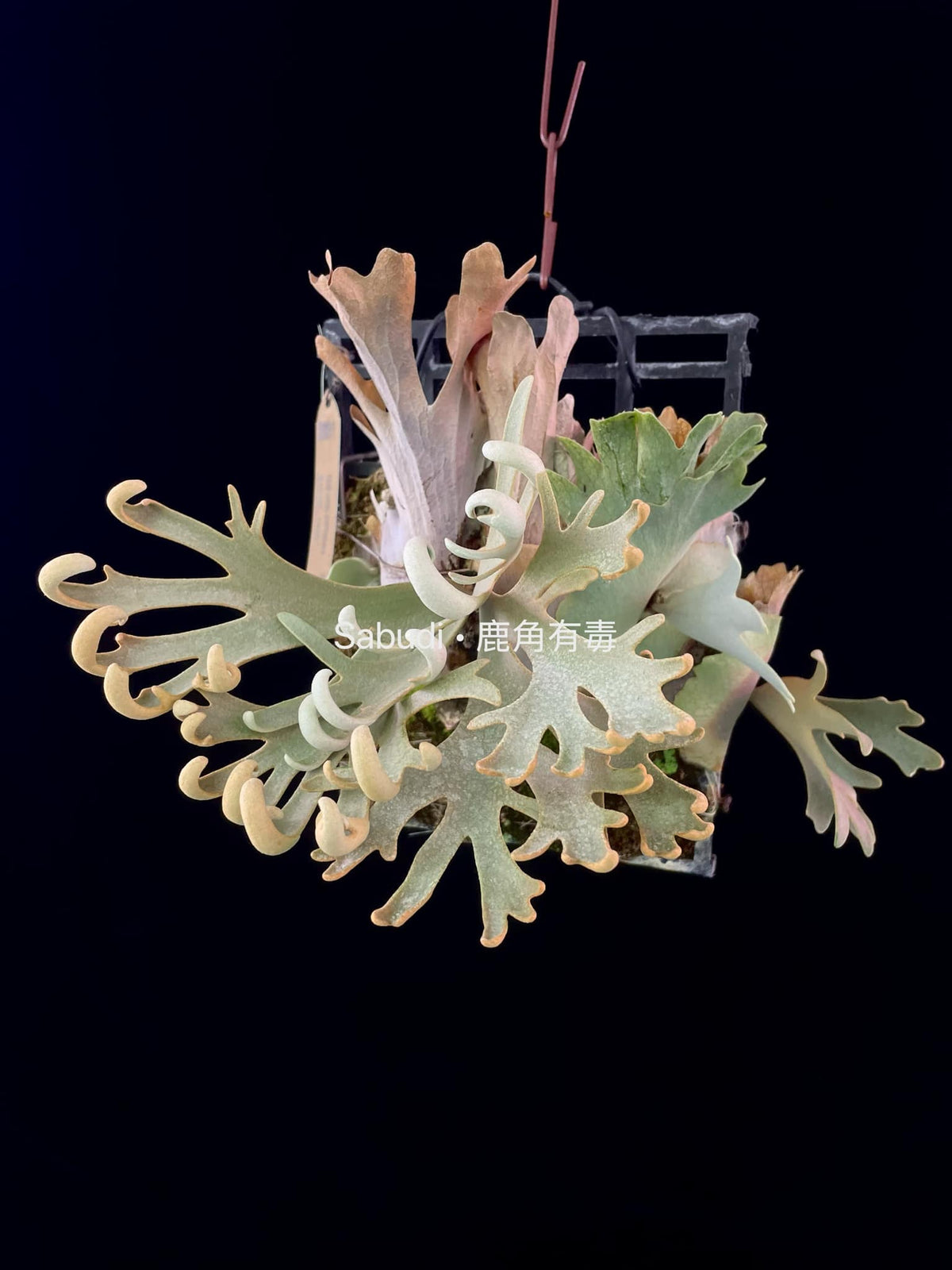 Platycerium Willinckii Care Guide: Grow the Stunning Staghorn Fern 
