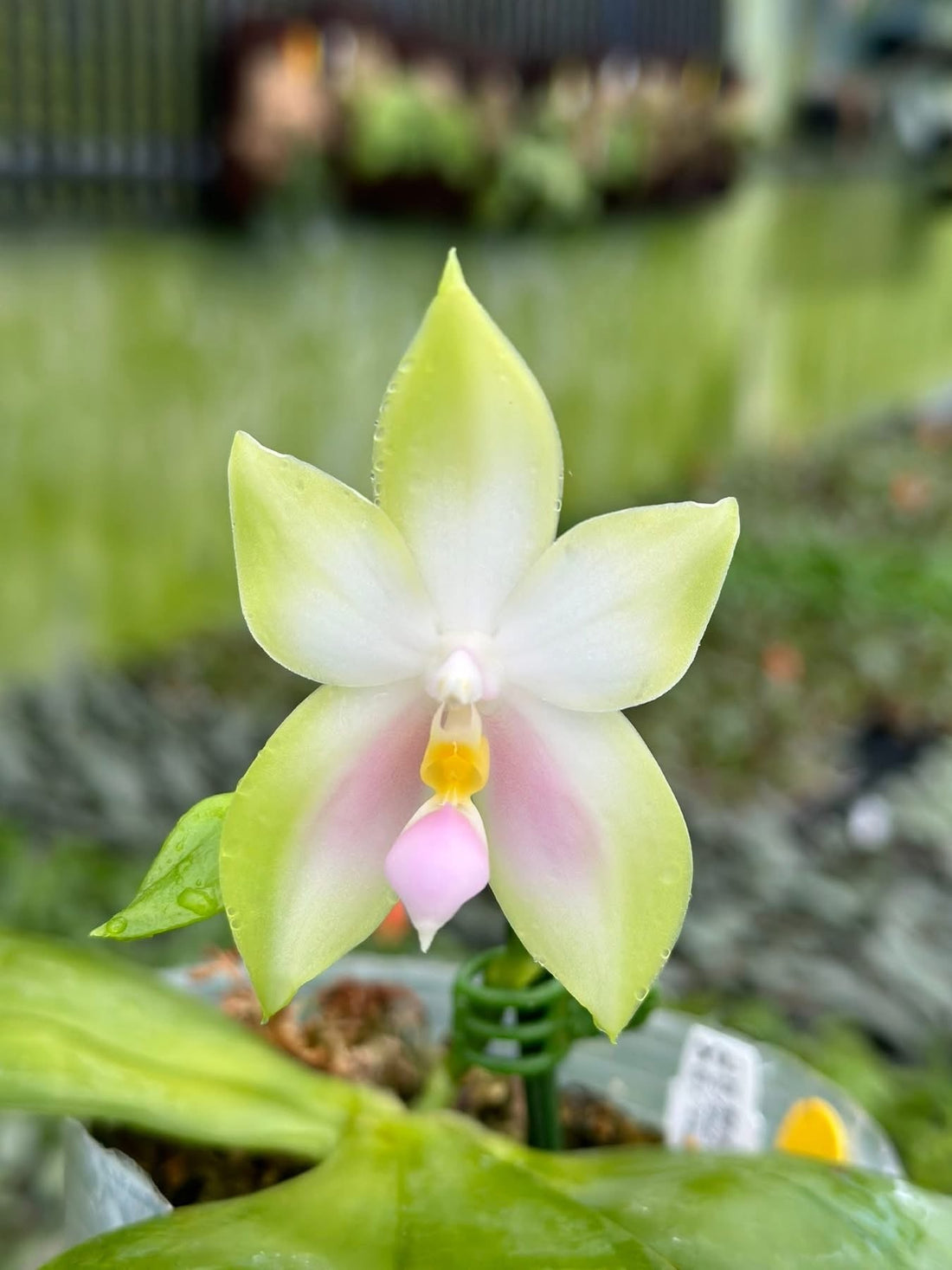 Close-up of a blooming Phalaenopsis orchid with pale green and pink petals.