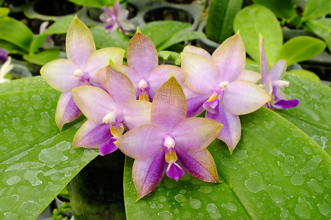 Advanced Lighting Guide for Novelty Phalaenopsis Orchids