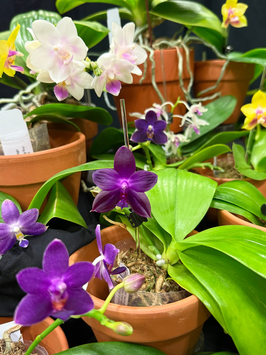 Best Growing Media for Novelty Phalaenopsis Orchids: A Guide by HCorchids.com