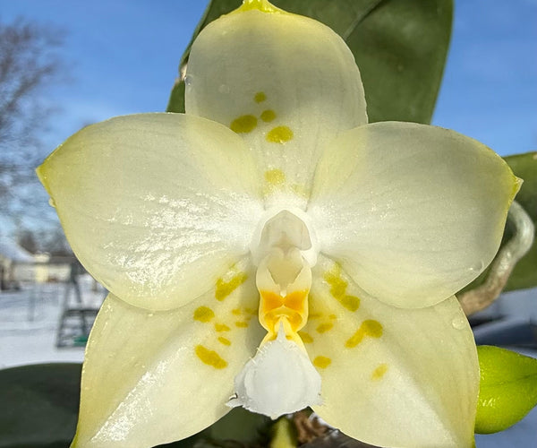 Why Orchids Thrive Indoors: The Science Behind Their Adaptability ...
