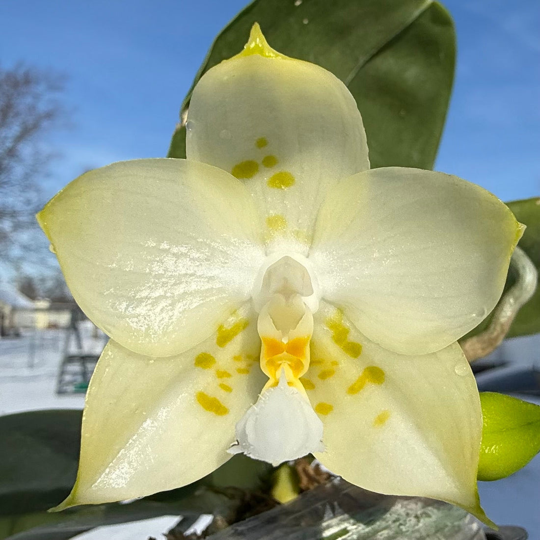 Why Orchids Thrive Indoors: The Science Behind Their Adaptability