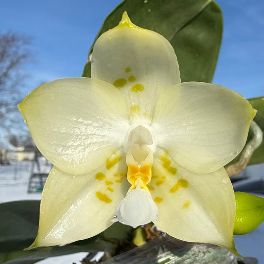 Why Orchids Thrive Indoors: The Science Behind Their Adaptability