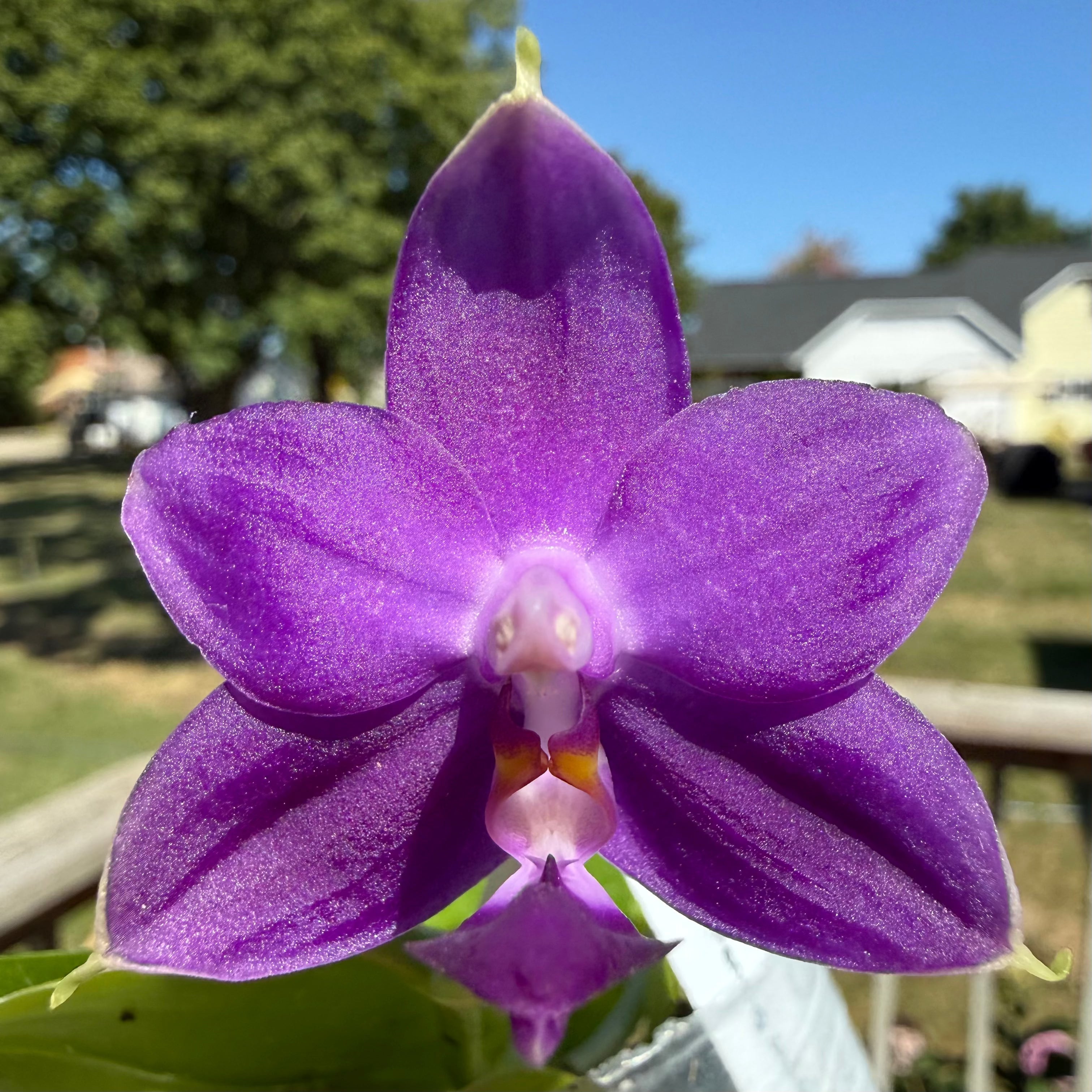 Blogs of Novelty Phalaenopsis and Platycerium – HCorchids