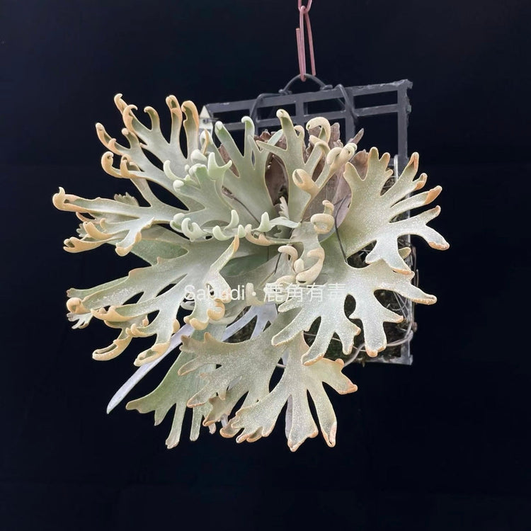 Collections – HCorchids