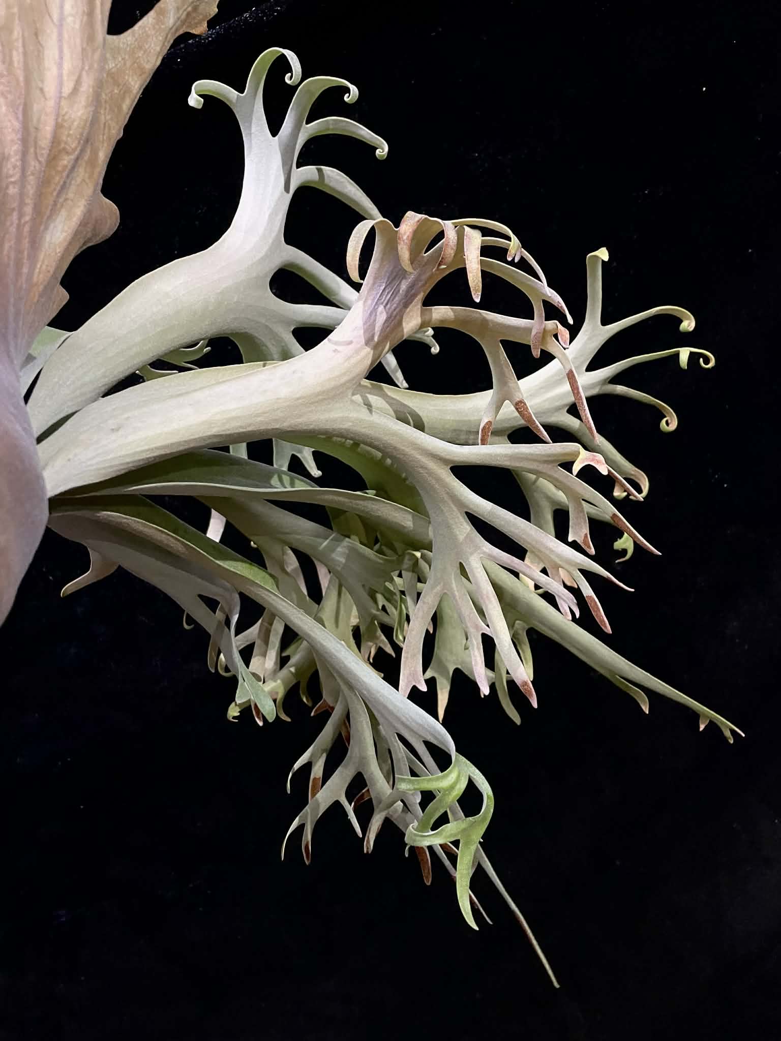 Close-up of Platycerium Sa Sa Ya spores highlighting intricate silvery frond structure from a compact Willinckii variety.