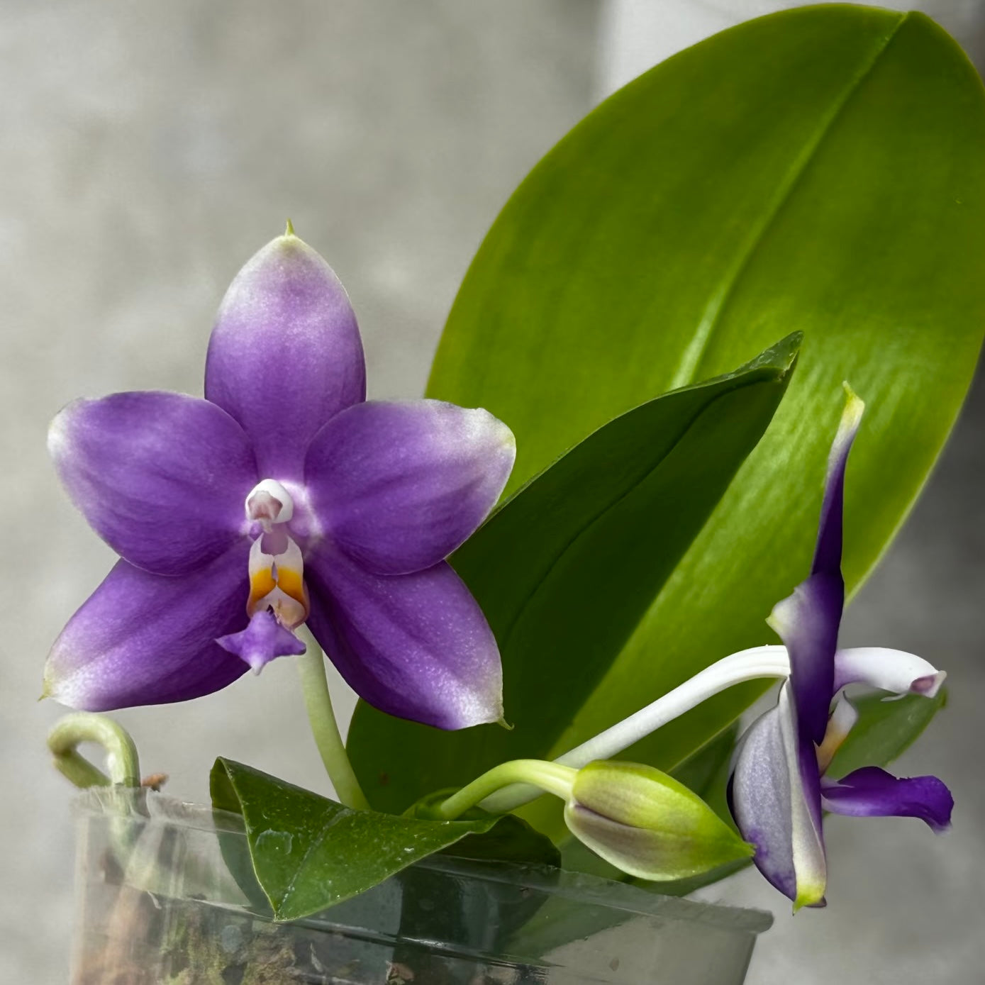Close-up of purple Phalaenopsis orchid with green leaf