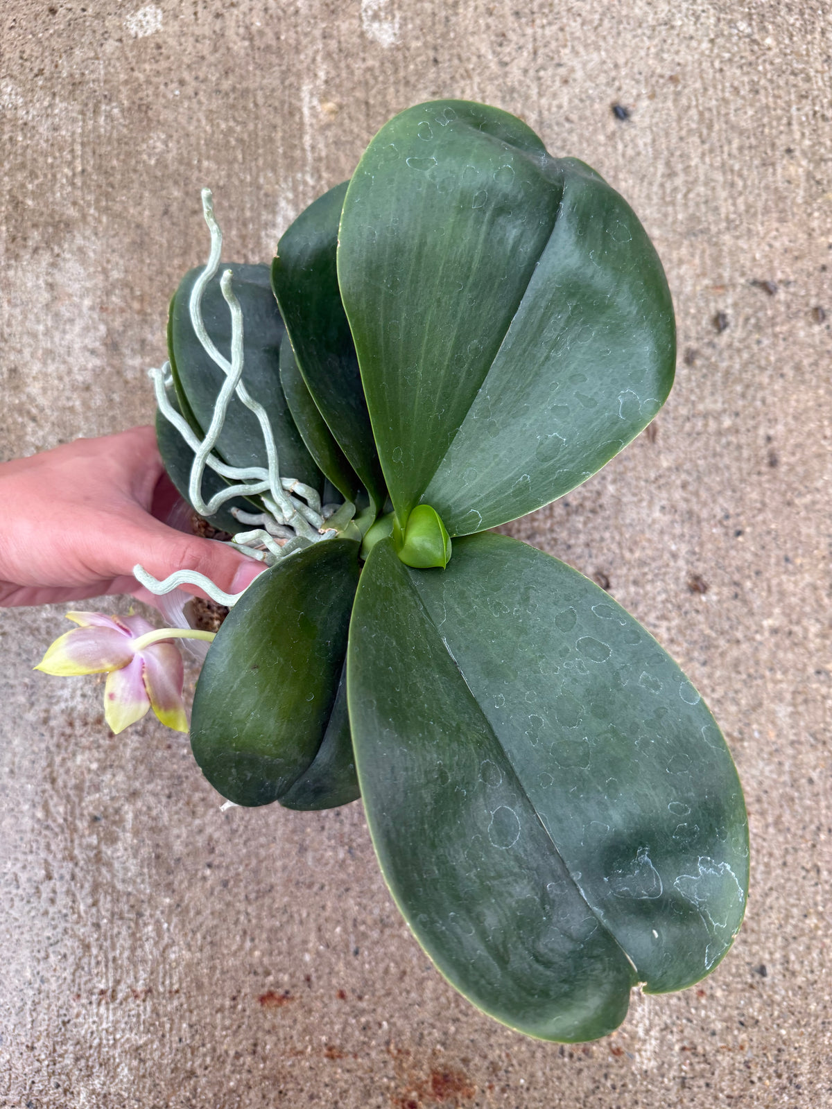 Phalaenopsis Chienlung Sweetheart