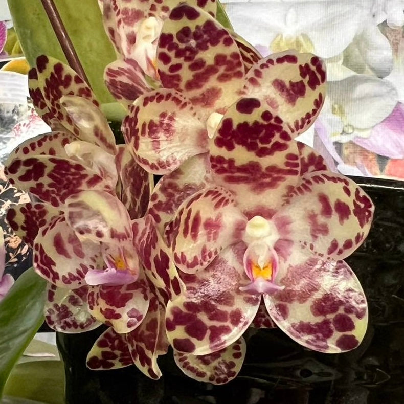 Phal. gigantea