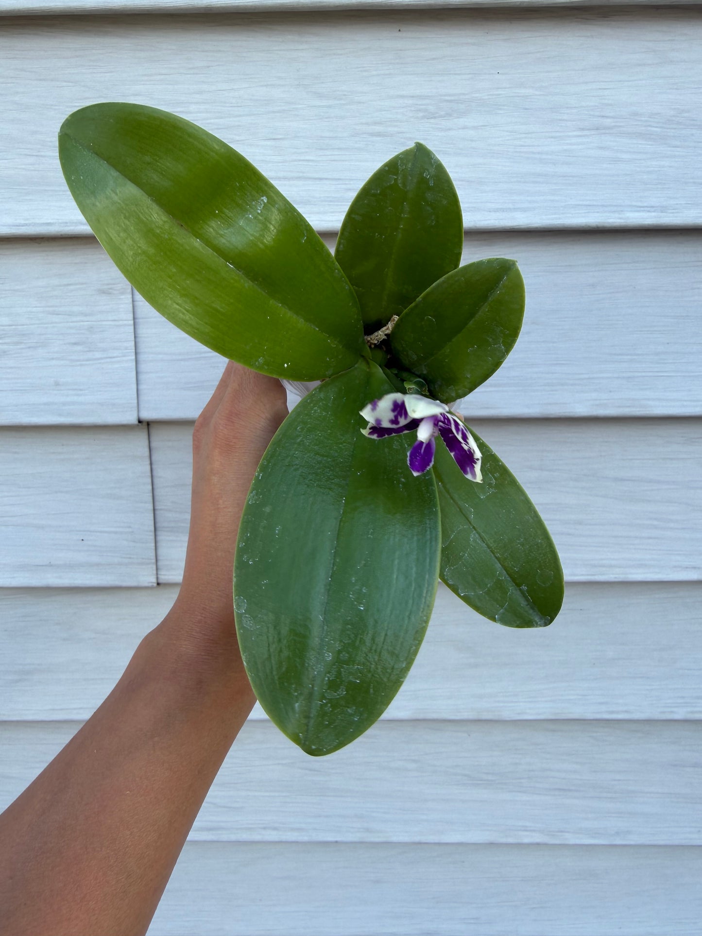 Phalaenopsis (KS Blue Ludde x Mainshow Sapphire)
