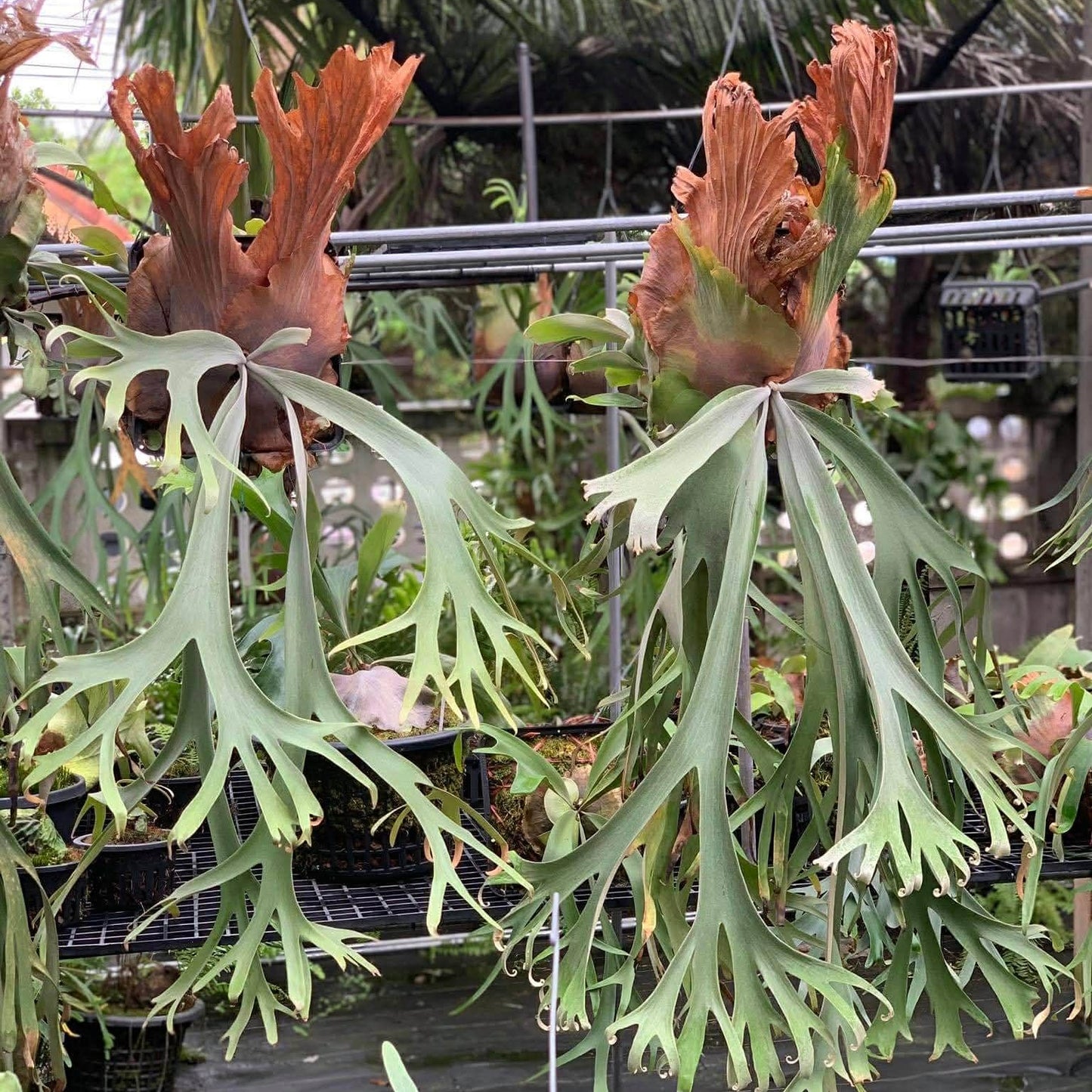 Platycerium Willinckii Pygmaeum x P. Willinckii Wild Cat spore