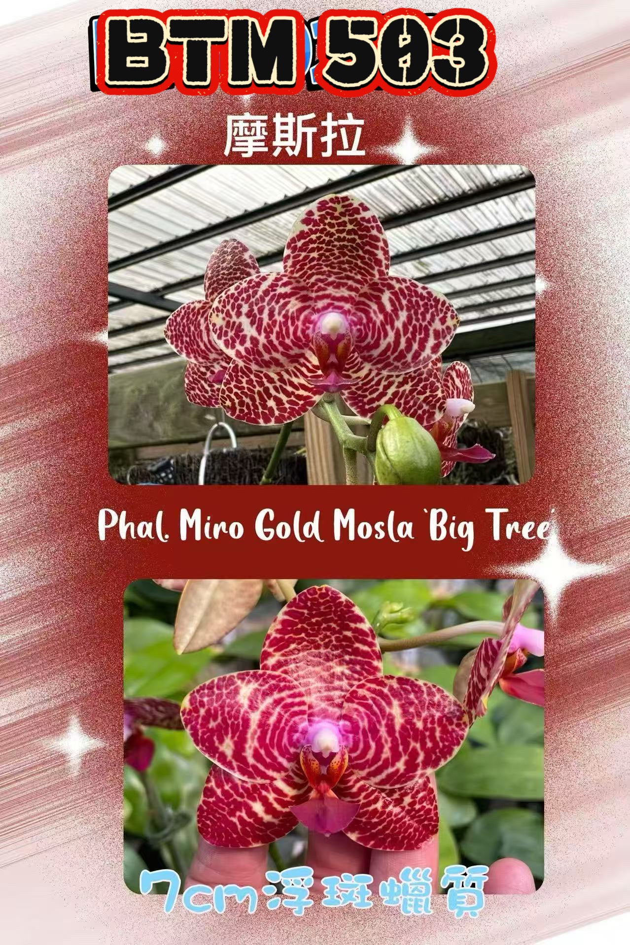 Phalaenopsis Miro Golden Mosla orchid flower