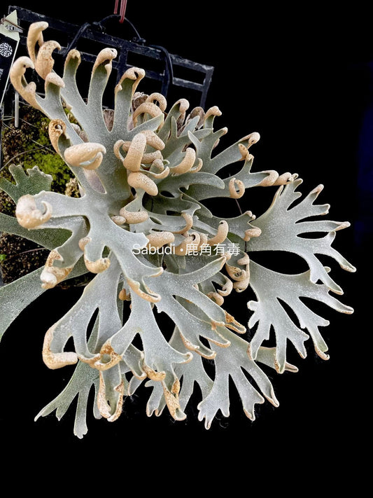 Platycerium Willinckii “Mew” spore